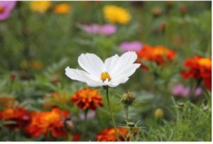 Wild Flowers